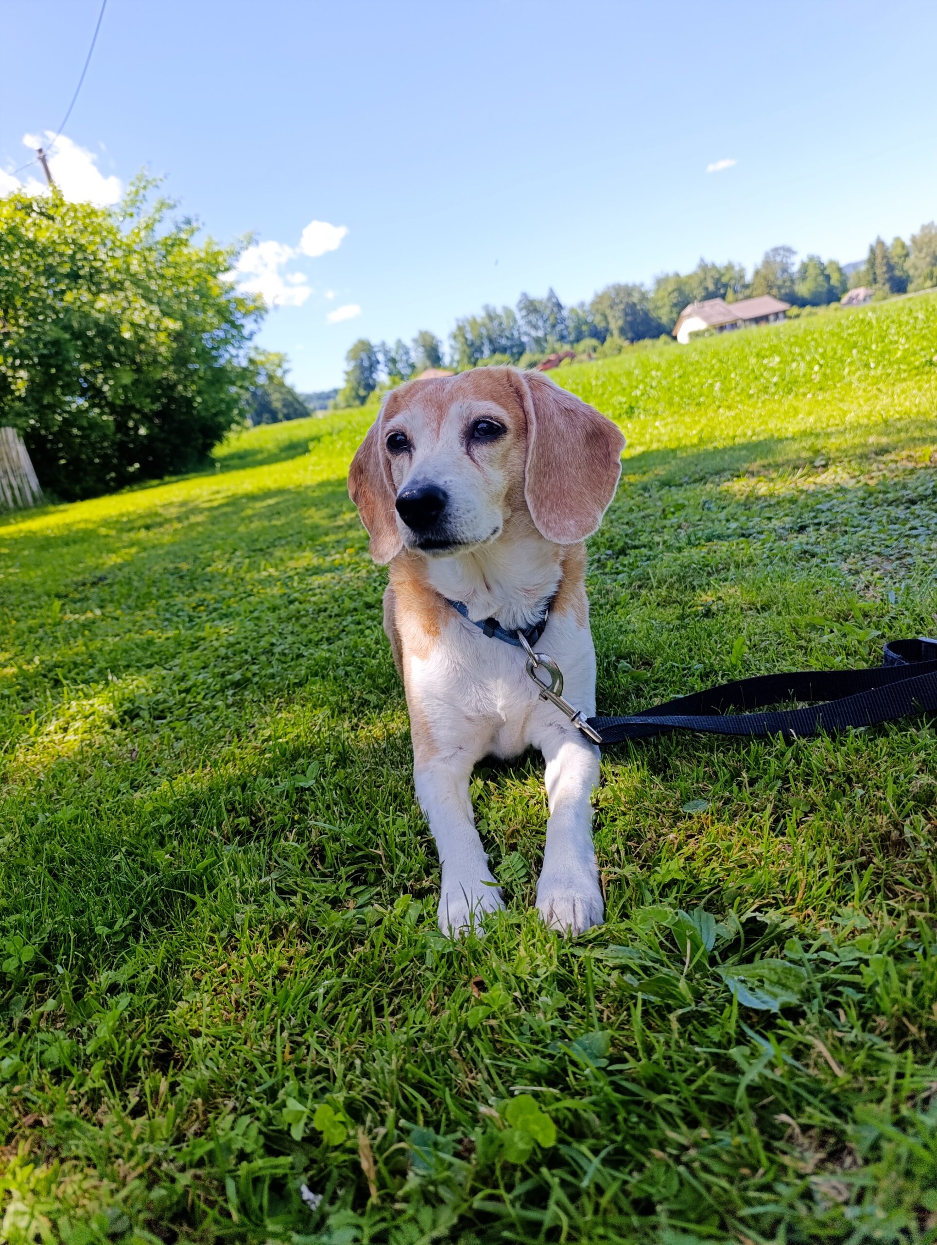 Nala