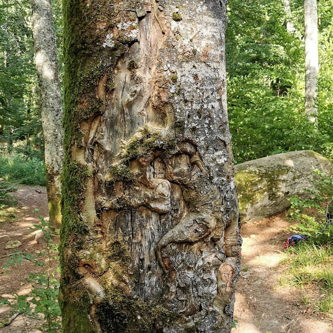 Les reliefs et la mousse de l’écorce d’un arbre, à observer au fil de la marche