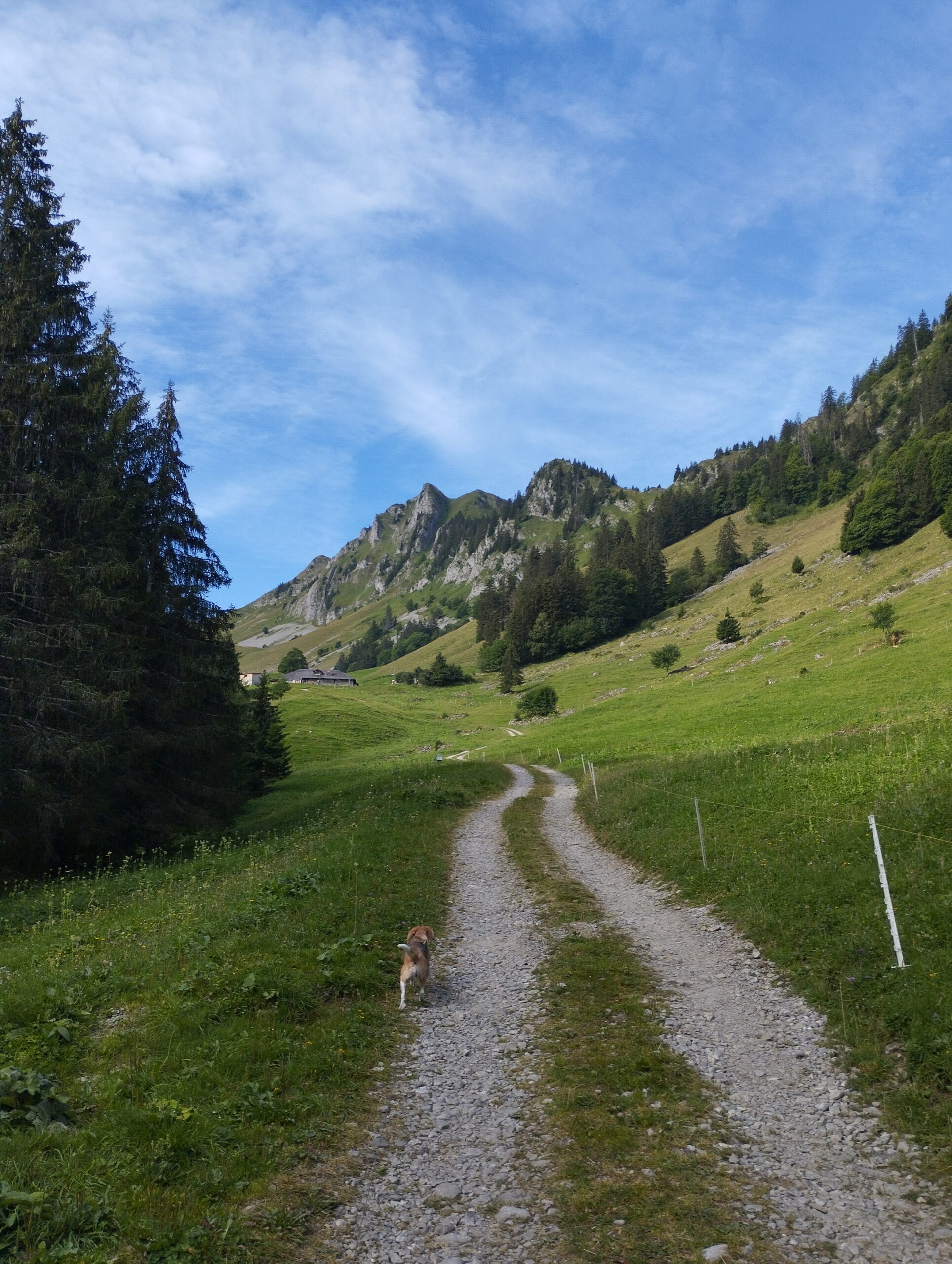 Un chemin traverse une prairie de montagne entre les arbres et les sommets